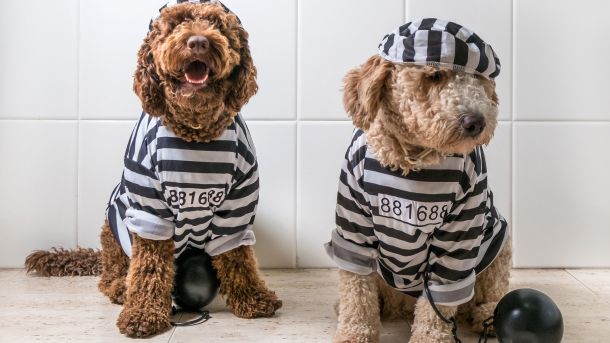 Manage your website easily with content management services from Total New Media. Get custom WordPress themes, responsive web design, and small business solutions.